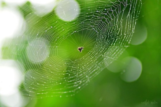 Geodata als spin in het web