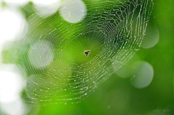 Geodata als spin in het web