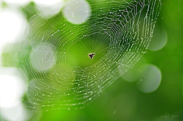 Geodata als spin in het web