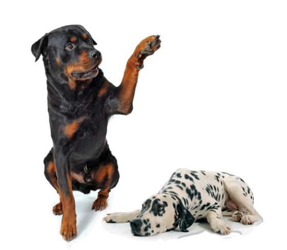 Wie krijgt het toezicht op kunstmatige intelligentie?