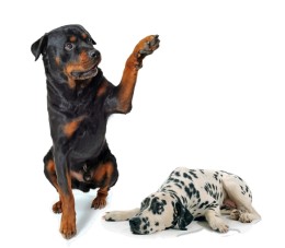 Wie krijgt het toezicht op kunstmatige intelligentie?