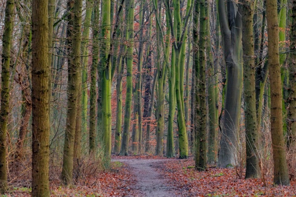een weg door het bos||Portret Angeline van Dijk|Portret Martijn Snoep|Portret Aleid Wolfsen