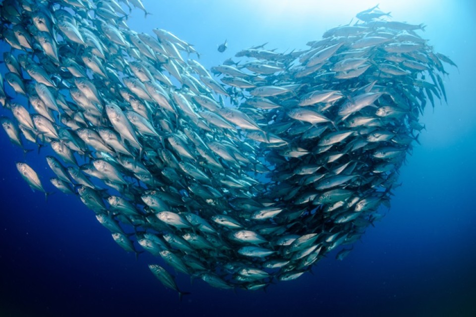 Blauwe oceaan met school vissen