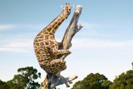 Profielschets: goede opdrachtgever