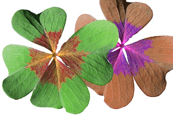 Relatie overheid en markt: van lose-lose naar win-win