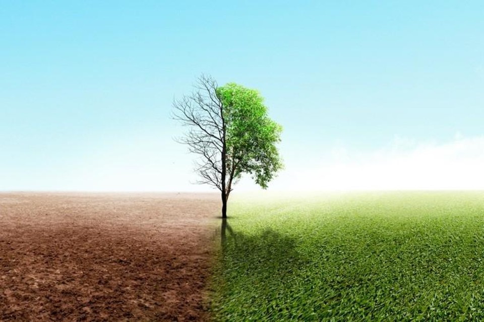 Links bruine grond en halve kale boom, rechts halve groene boom in groen veldo