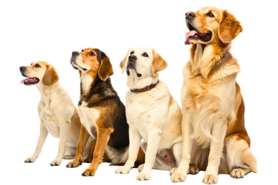 Vier honden op een rij