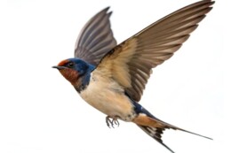 Woo-verzoeken sneller beantwoord