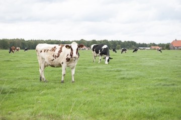 Waar een wil is, is snel internet